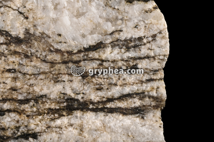 Gneiss - détail - gryphea.com